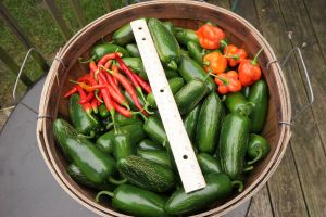 Baked Stuffed Jalapeno Peppers – RECIPE